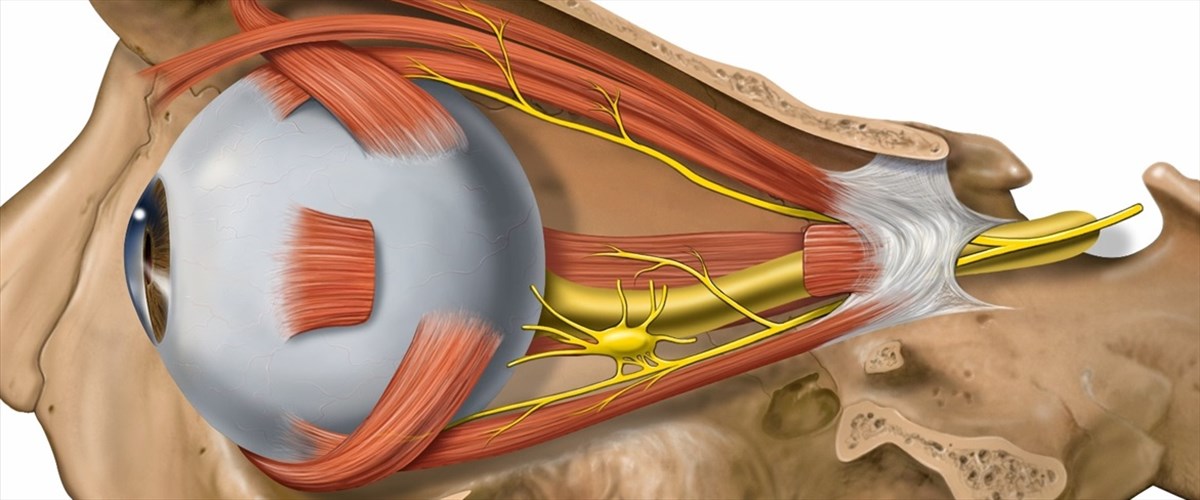 Occhiox.com - Anatomia